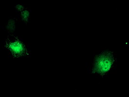 m02729 1 anti dystrobrevin beta dtnb mouse monoclonal antibody clone id oti3h8 if testing 4