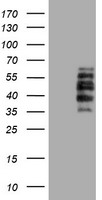 m02729 1 anti dystrobrevin beta dtnb mouse monoclonal antibody clone id oti3h8 wb testing 1