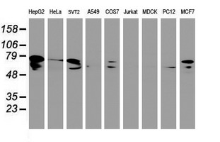 m02729 1 anti dystrobrevin beta dtnb mouse monoclonal antibody clone id oti3h8 wb testing 2