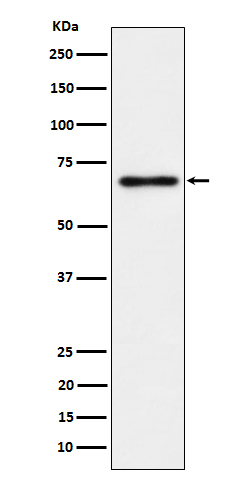 Western blot analysis of NR2C2/TR4 expression in PC-3 cell lysate