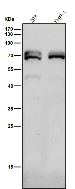 All lanes use the Antibody at 1:4K dilution for 1 hour at room temperature