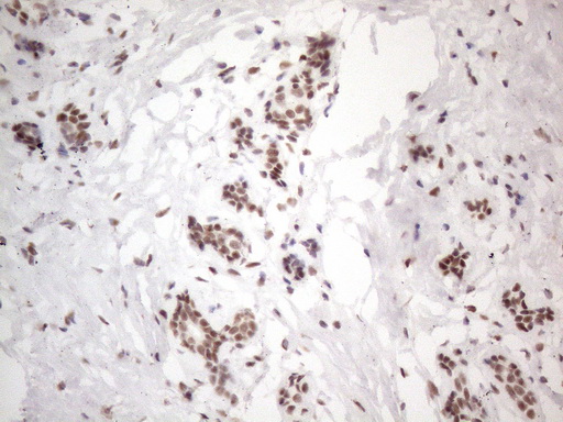 m02752 anti nr2c2 mouse monoclonal antibody clone id oti4b1 ihc testing 10