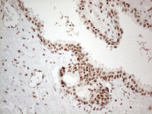 m02752 anti nr2c2 mouse monoclonal antibody clone id oti4b1 ihc testing 11