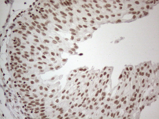 m02752 anti nr2c2 mouse monoclonal antibody clone id oti4b1 ihc testing 12