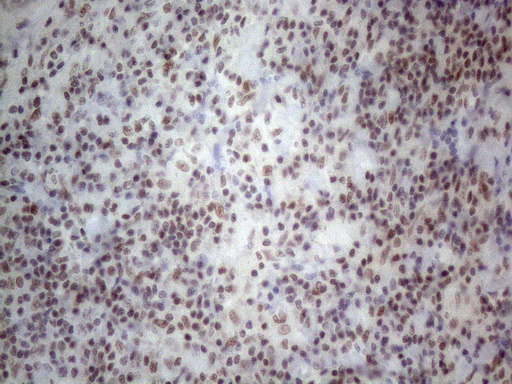 m02752 anti nr2c2 mouse monoclonal antibody clone id oti4b1 ihc testing 13