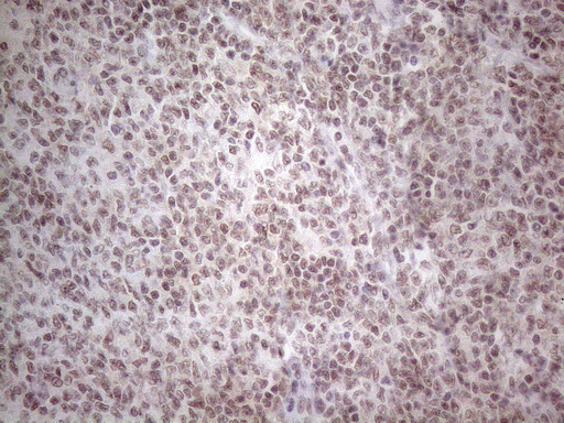 m02752 anti nr2c2 mouse monoclonal antibody clone id oti4b1 ihc testing 14