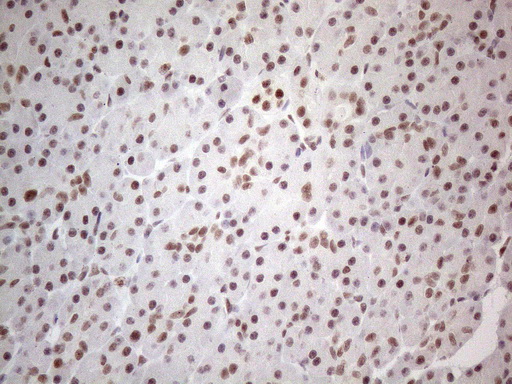 m02752 anti nr2c2 mouse monoclonal antibody clone id oti4b1 ihc testing 4