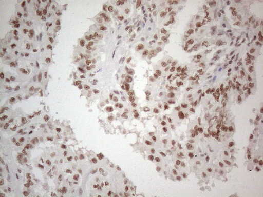 m02752 anti nr2c2 mouse monoclonal antibody clone id oti4b1 ihc testing 6