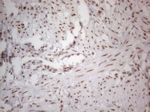 m02752 anti nr2c2 mouse monoclonal antibody clone id oti4b1 ihc testing 7