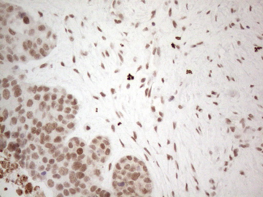 m02752 anti nr2c2 mouse monoclonal antibody clone id oti4b1 ihc testing 8