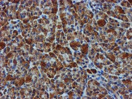 Immunohistochemical staining of paraffin-embedded Human pancreas tissue within the normal limits using anti-GATM mouse monoclonal antibody