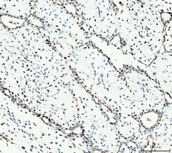 m02755 2 mcm6 primary antibodies ihc testing 4