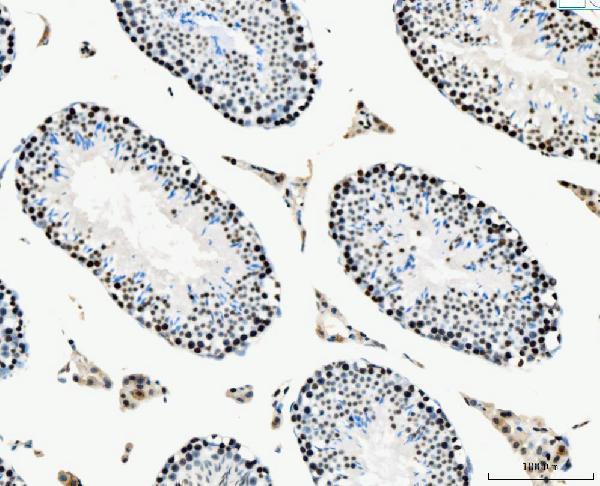 m02755 2 mcm6 primary antibodies ihc testing 8