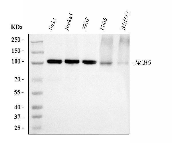  Western blot analysis of MCM6 using anti-MCM6 antibody (M02755-2)