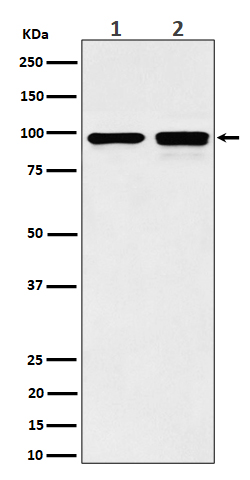 Western blot analysis of MCM6 expression in (1) MCF7 cell lysate; (2) NIH/3T3 cell lysate