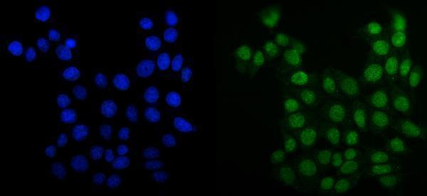 m02755 mcm6 primary antibodies if testing 8
