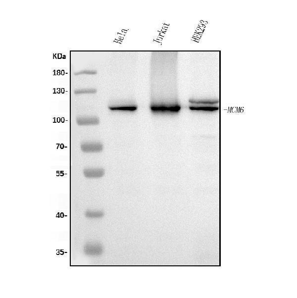 m02755 mcm6 primary antibodies wb testing 1