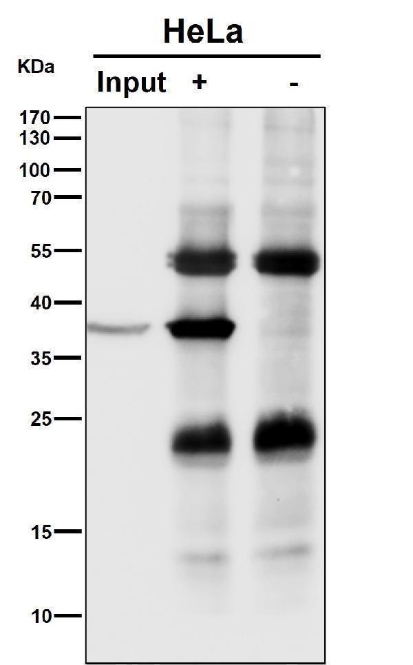 Immunoprecipitate (IP) analysis using the Antibody at 1:50 dilution