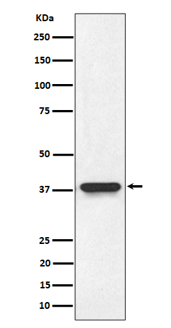 Western blot analysis of NMI expression in HeLa cell lysate