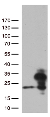 HEK293T cells were transfected with the pCMV6-ENTRY control (Left lane) or pCMV6-ENTRY RBM8A (Right lane) cDNA for 48 hrs and lysed