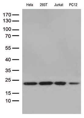 Western blot analysis of extracts (35ug) from 4 cell lines lysates by using anti-RBM8A monoclonal antibody (1:250)