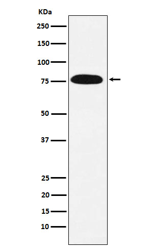 m02770 2 wb