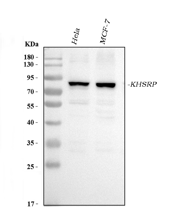 m02770 3 khsrp primary antibodies wb testing 1