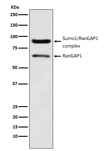 Western blot analysis of RanGAP1 expression in HeLa cell lysate