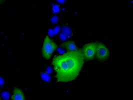 m02771 anti rangap1 mouse monoclonal antibody clone id oti1b4 if testing 11
