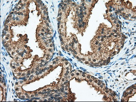 m02771 anti rangap1 mouse monoclonal antibody clone id oti1b4 ihc testing 6