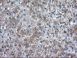 m02771 anti rangap1 mouse monoclonal antibody clone id oti1b4 ihc testing 7