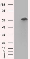 m02771 anti rangap1 mouse monoclonal antibody clone id oti1b4 wb testing 1