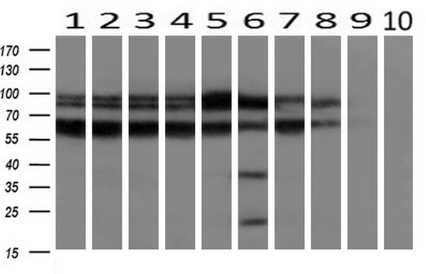m02771 anti rangap1 mouse monoclonal antibody clone id oti1b4 wb testing 2