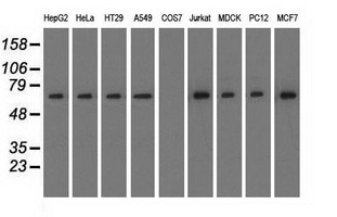 m02771 anti rangap1 mouse monoclonal antibody clone id oti1b4 wb testing 3