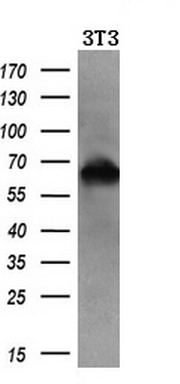 m02771 anti rangap1 mouse monoclonal antibody clone id oti1b4 wb testing 4
