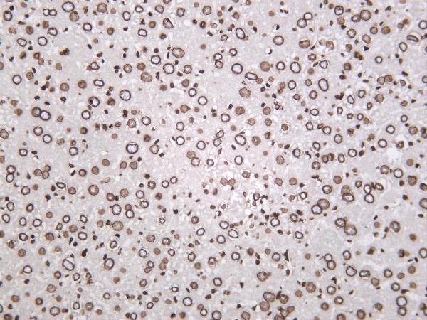 Mouse liver was stained with anti-Lamin B1 rabbit antibody