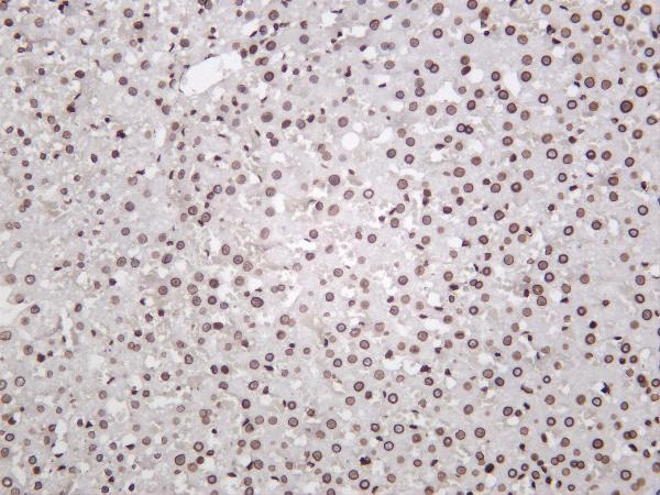 Rat liver was stained with anti-Lamin B1 rabbit antibody