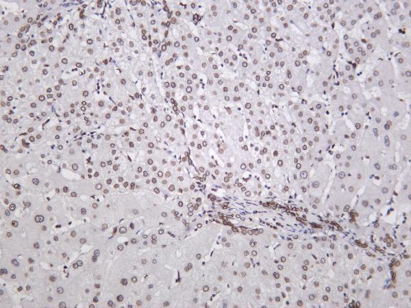 m02778 1 lmnb1 primary antibodies ihc testing 4