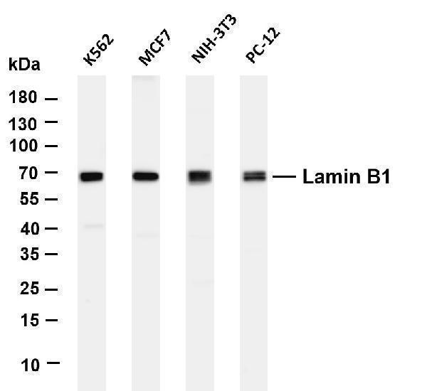 m02778 1 lmnb1 primary antibodies wb testing 1