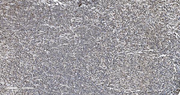 m02780 2 cbx5 primary antibodies ihc testing 6
