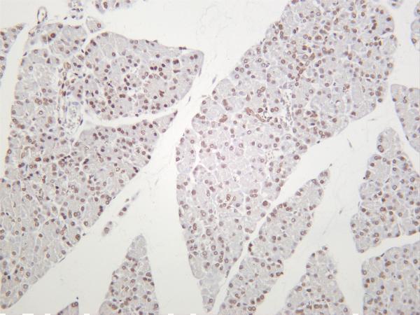 Rat pancreas was stained with anti-HP1α rabbit antibody