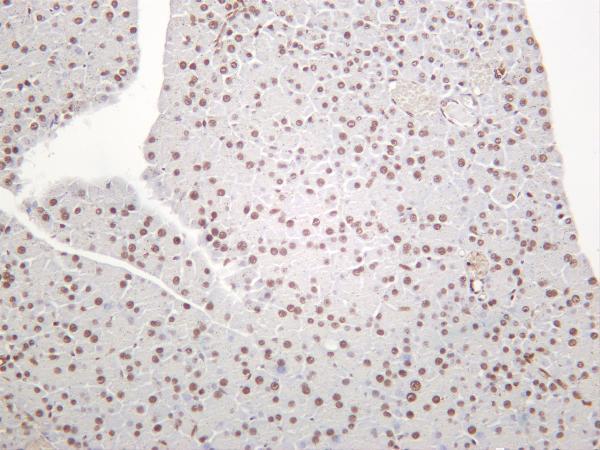 Mouse pancreas was stained with anti-HP1α rabbit antibody