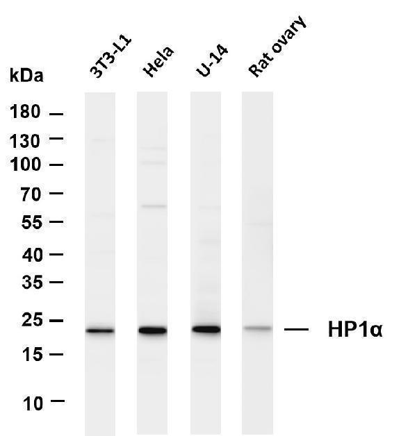 m02780 3 cbx5 primary antibodies wb testing 1