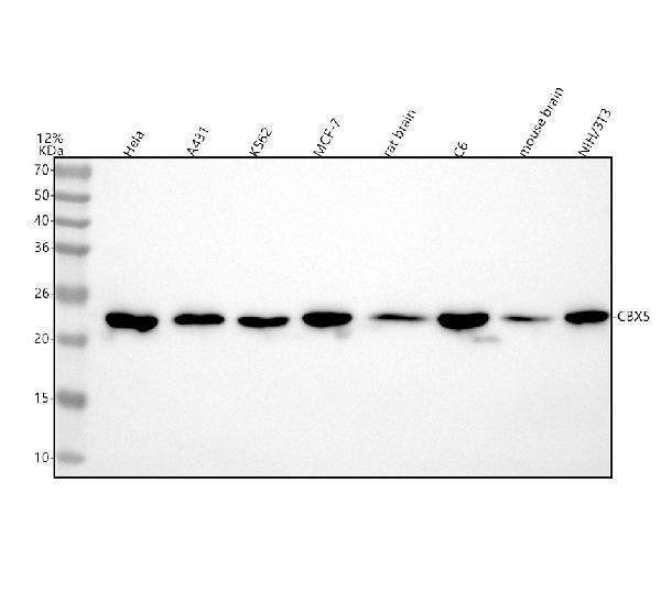 m02780 cbx5 primary antibodies wb testing 1