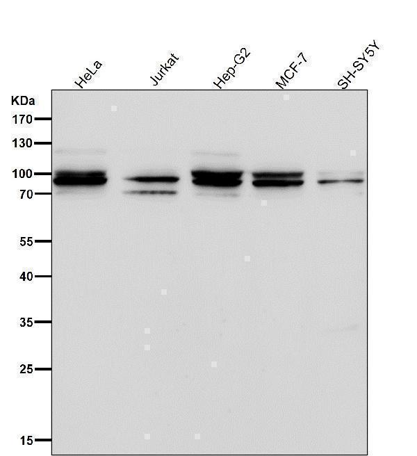 m02781 wb8