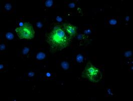 Anti-LPAR1 mouse monoclonal antibody (M02782-1) immunofluorescent staining of COS7 cells transiently transfected by pCMV6-ENTRY LPAR1
