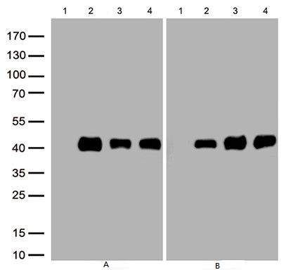 Figure A, Western blot analysis of overexpressed lysates(25ug per lane) from HEK293T cells transfected with empty plasmid (lane1) , human LPAR1 plasmid (lane 2), mouse LPAR1 plasmid (lane 3), rat LPAR1 plasmid (lane 4) using antiLPAR1 antibody M02782-1(1:500)