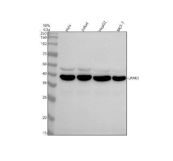 m02782 lpar1 primary antibodies wb testing 1_1