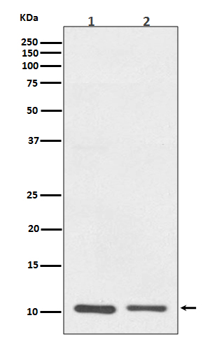 Western blot analysis of S100A10 expression in (1) A431 cell lysate; (2) RAW264