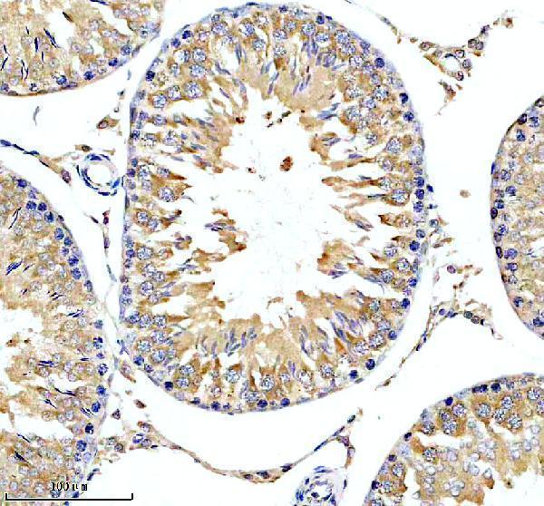 m02791 1 pa2g4 primary antibodies ihc testing 3
